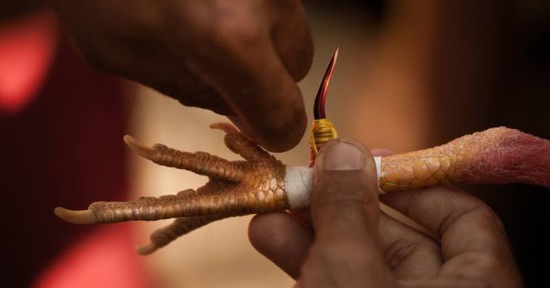 Các lưu ý trong quá trình băng cựa