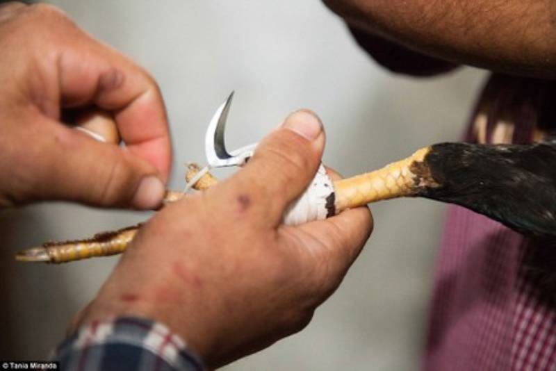 Cách Băng Cựa Gà Chuẩn Kỹ Thuật Không Phải Ai Cũng Biết