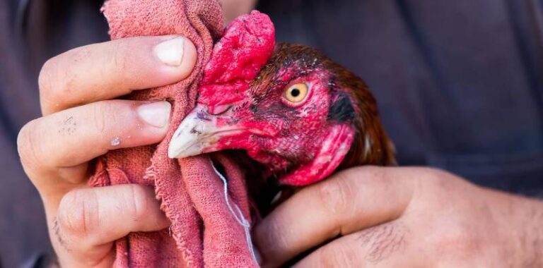 Cách Huấn Luyện Gà Đá Hay Giúp Chiến Kê Bất Khả Chiến Bại 55 Cách Huấn Luyện Gà Đá Hay Giúp Chiến Kê Bất Khả Chiến Bại