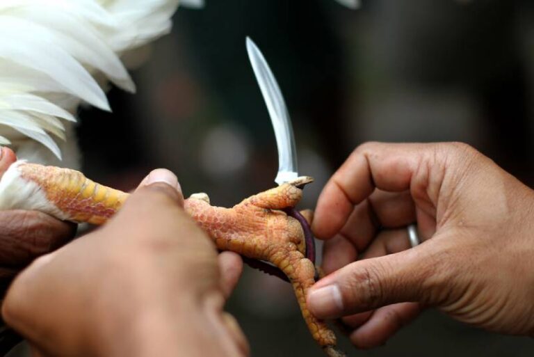 Cách Nuôi Gà Đá Chân Mạnh – Kinh Nghiệm Thực Chiến Dân Chuyên 31 Cach Nuoi Ga Da Chan Manh – Kinh Nghiem Thuc Chien Dan Chuyen