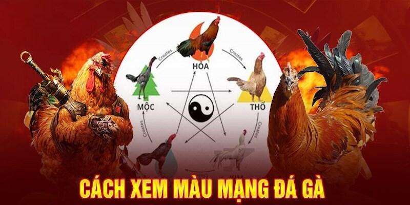 Cách Xem Màu Mạng Gà Đá – Chọn Gà Đúng Phong Thủy, Đúng Trận 1 Cách Xem Màu Mạng Gà Đá – Chọn Gà Đúng Phong Thủy, Đúng Trận