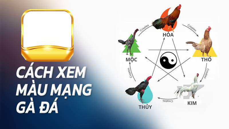 Cách Xem Màu Mạng Gà Đá – Chọn Gà Đúng Phong Thủy, Đúng Trận 5 Cách chọn gà đá theo màu mạng để lật thế trận
