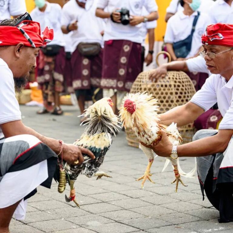 Đá Gà Cựa Sắt Thomo: Cuộc Chiến Đỉnh Cao Của Chiến Kê 50 Đá Gà Cựa Sắt Thomo: Cuộc Chiến Đỉnh Cao Của Chiến Kê