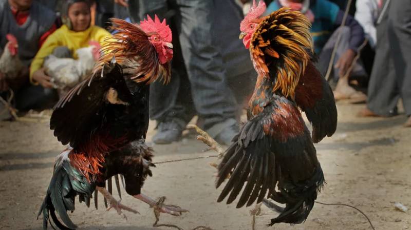 Đá Gà Khmer: Nét Tinh Hoa Võ Nghệ Truyền Thống 2 Đá gà Khmer là gì?