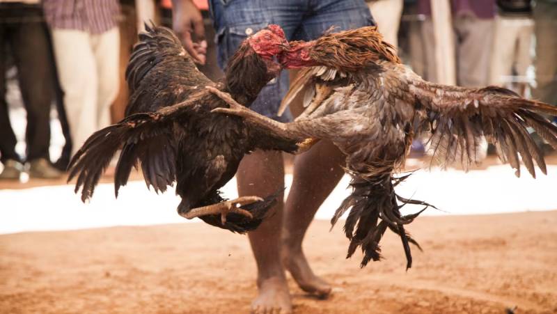 Gà Đá Campuchia – Bí Ẩn Sức Mạnh Đến Từ Biên Giới 2 Gốc gác và đặc điểm nổi bật của gà đá Campuchia