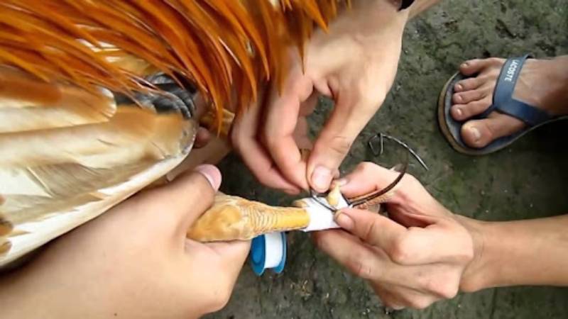 Khi nào thì phải dùng cách băng cựa gà?