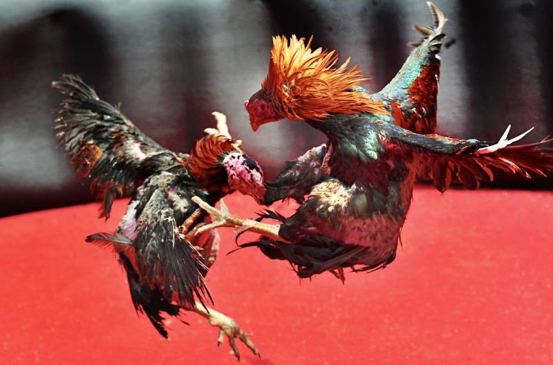 Đá Gà Hàng Xáo: Cuộc Chơi Của Liều Lĩnh, Kỹ Thuật Và Toan Tính 5 Kỹ năng chọn và chơi gà hàng xáo hiệu quả