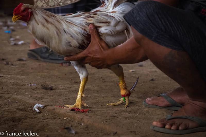 Đá Gà Khmer: Nét Tinh Hoa Võ Nghệ Truyền Thống 5 Kỹ thuật huấn luyện gà đá Khmer