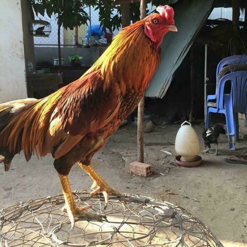 Gà Đá Campuchia – Bí Ẩn Sức Mạnh Đến Từ Biên Giới 5 Kỹ thuật nuôi và luyện gà Campuchia