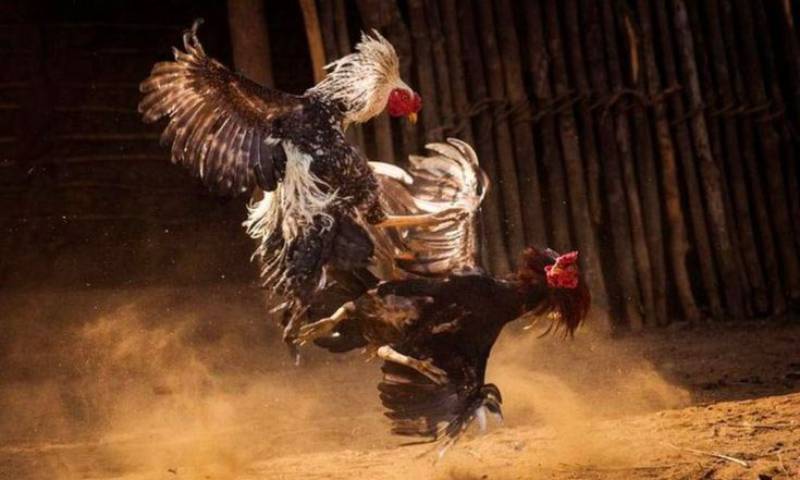 Gà Đá Campuchia – Bí Ẩn Sức Mạnh Đến Từ Biên Giới 3 Lối đá linh hoạt, hiểm hóc, đầy tính chiến thuật