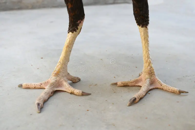 Cách Nuôi Gà Đá Chân Mạnh – Kinh Nghiệm Thực Chiến Dân Chuyên 3 Luyện chân không cần nhiều, chỉ cần đúng