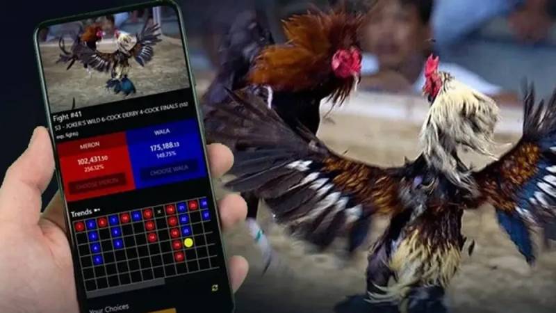 Mẹo đọc kèo đá gà chuẩn và hiệu quả