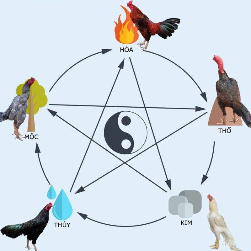 Cách Xem Màu Mạng Gà Đá – Chọn Gà Đúng Phong Thủy, Đúng Trận 2 Phân loại màu mạng gà chiến theo ngũ hành