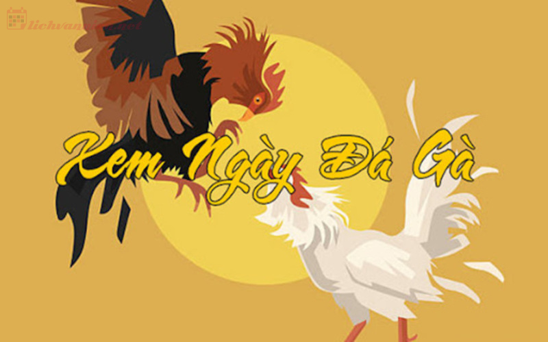 Xem Ngày Đá Gà Giúp Nâng Cao Tỷ Lệ Thắng Độ Cho Gà Chiến 2 Tại sao cần xem ngày tốt để đi đá gà