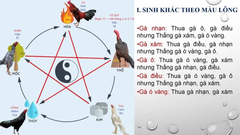 Xem Ngày Đá Gà Giúp Nâng Cao Tỷ Lệ Thắng Độ Cho Gà Chiến 4 Xem ngày đá gà theo màu mạng lông gà