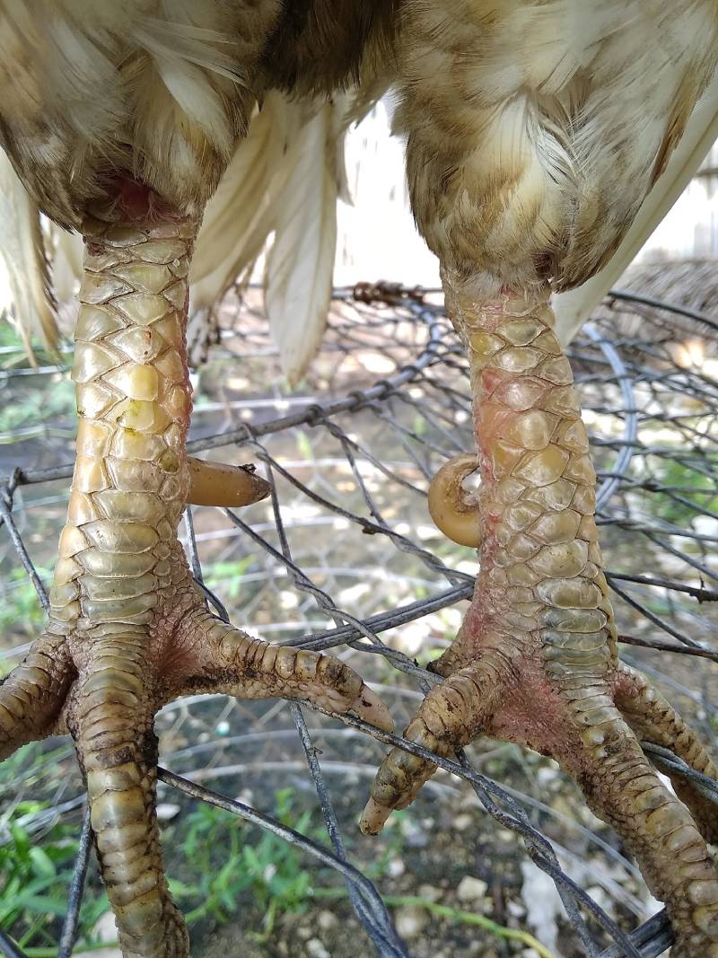 Các loại vảy gà chọi thường gặp