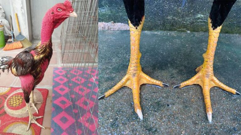 Cách Xem Vảy Gà Chọi Chuẩn - Bí Quyết Nhận Biết Những Chú Gà Đá Hay