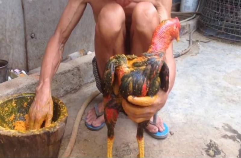 Kỹ Thuật Om Bóp Gà Chọi Hiệu Quả, Giúp Gà Chọi Thăng Hoa 4 Cách thực hiện kỹ thuật om bóp gà chọi