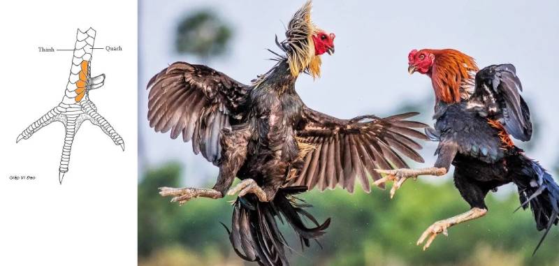 Cách xem vảy gà chọi chuẩn: Lưu ý quan trọng