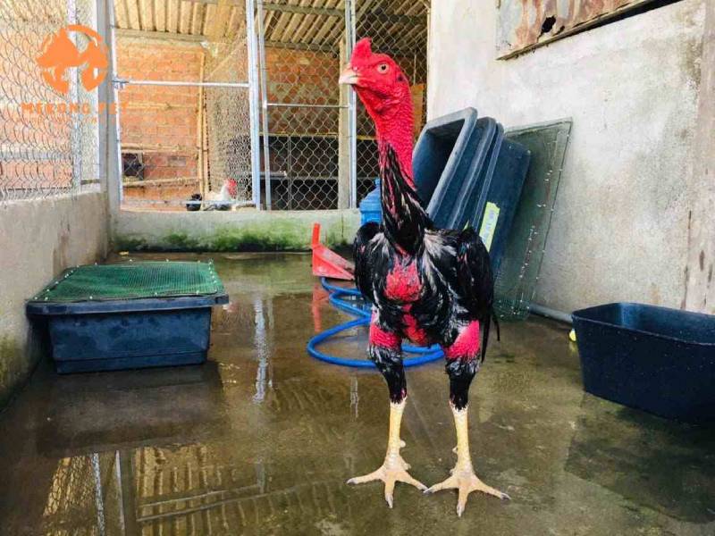 Chăm sóc sức khỏe để gà không bị mệt mỏi