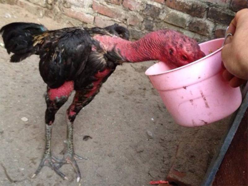 Chế độ dinh dưỡng cho gà sung sức