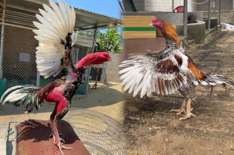 Phân Biệt Gà Đá Cựa Sắt Và Gà Đá Đòn - Những Điểm Khác Biệt 4 Điểm khác biệt giữa gà đá cựa sắt và gà đá đòn