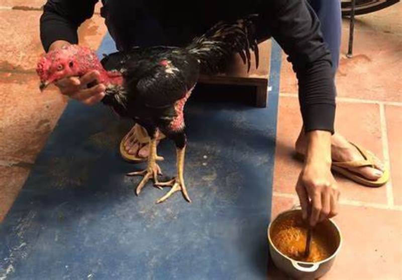 Kỹ Thuật Om Bóp Gà Chọi Hiệu Quả, Giúp Gà Chọi Thăng Hoa 3 Lợi ích của kỹ thuật om bóp