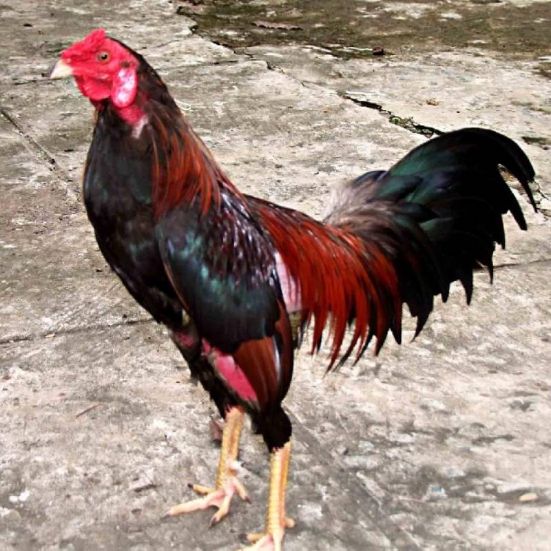 Những dấu hiệu nhận biết gà có vảy đẹp