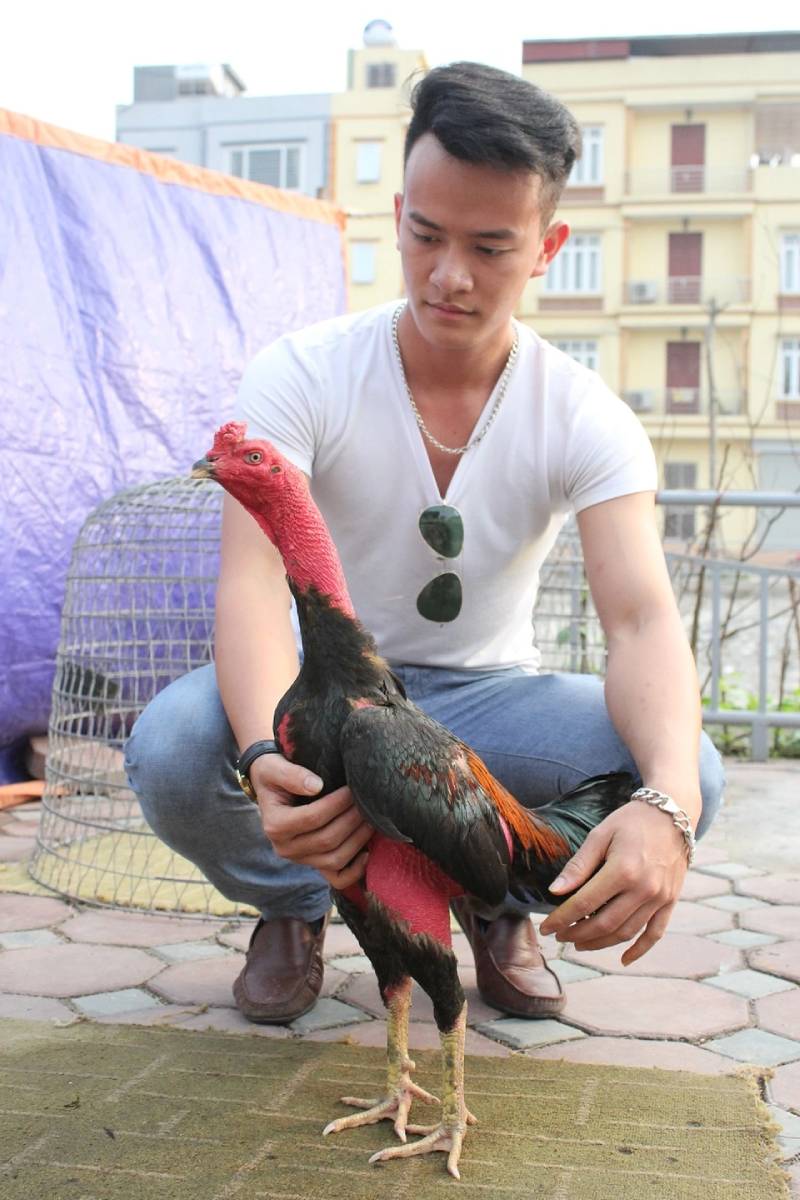 Kỹ Thuật Om Bóp Gà Chọi Hiệu Quả, Giúp Gà Chọi Thăng Hoa 2 Om bóp gà chọi là gì?