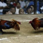 Phân Biệt Gà Đá Cựa Sắt Và Gà Đá Đòn - Những Điểm Khác Biệt