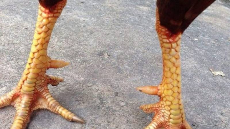 Vảy gà chọi: Ý nghĩa và tầm quan trọng